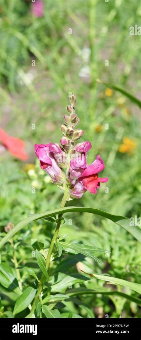 Bunch Of Snapdragon Flowers Hi Res Stock Photography And Images Alamy