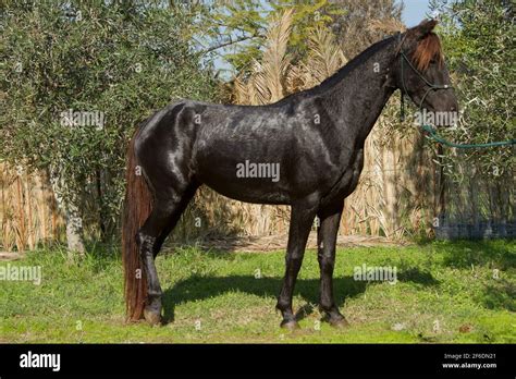 Tennessee walker horse hi-res stock photography and images - Alamy