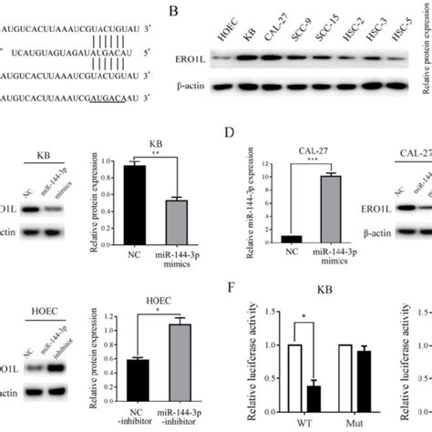 ERO1L Is A Direct Target Of MiR 144 3p A Sequence Alignment Of