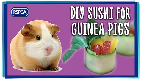 Diy Guinea Pig Treats - Guinea Pig Treat Recipes Easy Video Tutorials ...