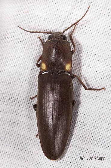 Bioluminescent Click Beetle Beetle Bugs And Insects Cool Insects