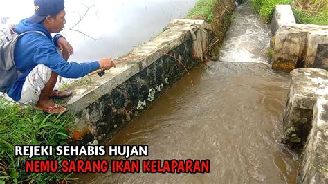 Mancing Di Selokan Tengah Sawah Sehabis Hujan Ikan Pada Kelaparan Auto