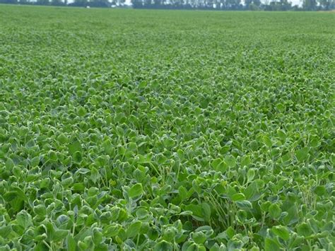 States Have The Final Say On Dicamba Use Agweb