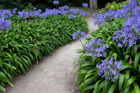 Queen Anne Agapanthus Edging Plants Border Plants Flowering Shrubs