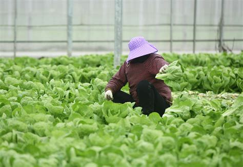 杭州菜农不误农时抢收蔬菜，有力保障“菜蓝子” 搜狐大视野 搜狐新闻