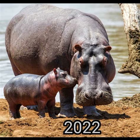 2022 Hippopotamus Vs 3000 Bce Hippopotamus 👉 Short Video Bce 👑 King Youtube