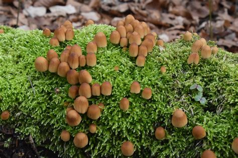 Glimmertintling Glimmer Tintling Coprinellus Micaceus C Flickr