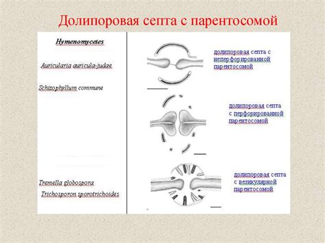 Септы у грибов - online presentation