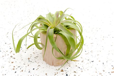 Air Plants Holder Large Driftwood with Tillandsia Wholesale – Air Plant ...