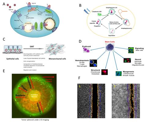 Figure A Beta Arrestin Mediated Gpcr Internalization Assay