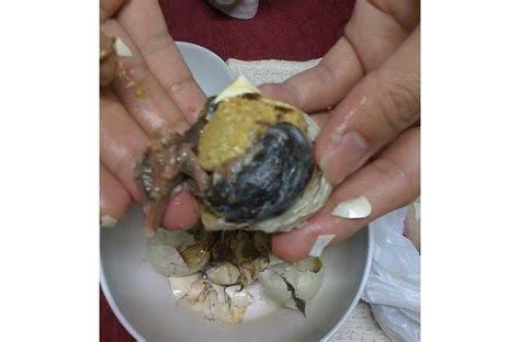 Foodista | Recipes, Cooking Tips, and Food News | Balut