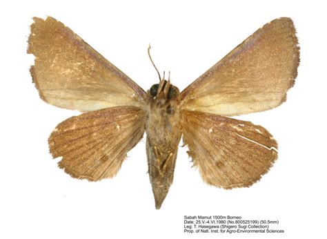 Heterocera Sumatrana Band Page 53 The Moths Of Borneo Part15and16 P95