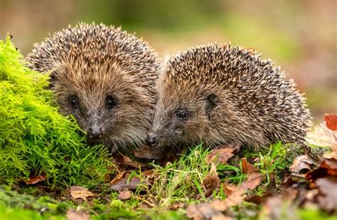 Hedgehogs. Scientific Name: Erinaceus Europaeus. Two Wild, Native ...