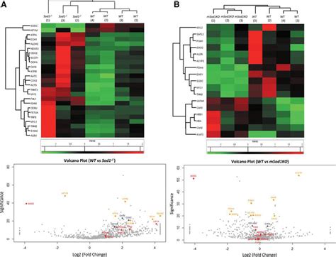 Global Label Free Proteomics Of Skeletal Muscle From Sod1 And MSod1KO