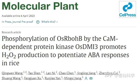 Mol Plant 南京农业大学蒋明义教授课题组揭示aba信号转导中ccamk调控ros产生的分子机制 知乎