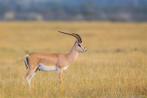 Grant's gazelle - Alchetron, The Free Social Encyclopedia