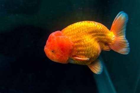 Ranchu Goldfish Care 101 Size Lifespan Food Tank Mates