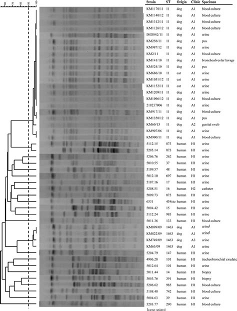 Dendrogram Of Xbai Pfge Patterns Of Klebsiella Pneumoniae Isolates From