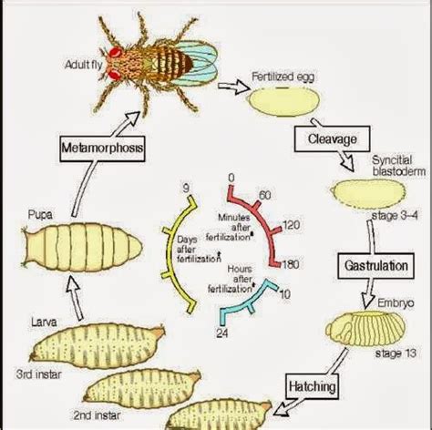 Life Cycle Of Fruit Fly In Days