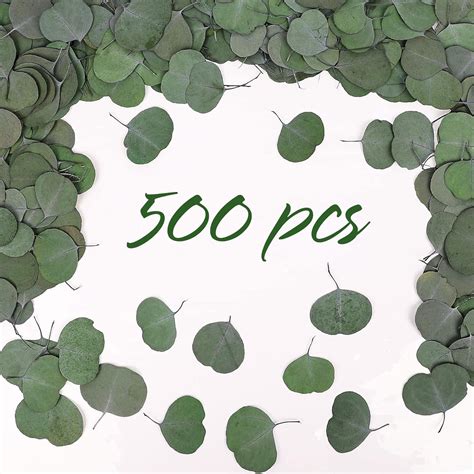 Hiagrow Real Eucalyptus Leaves For Shower 500pcs Green