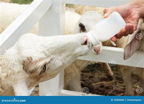 Sheep feeding. stock photo. Image of farm, background - 70360660