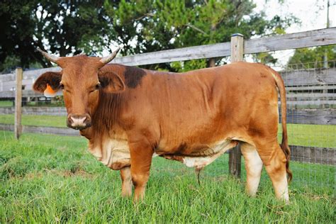 Pasture Raised Beef Sanford Cattle Co