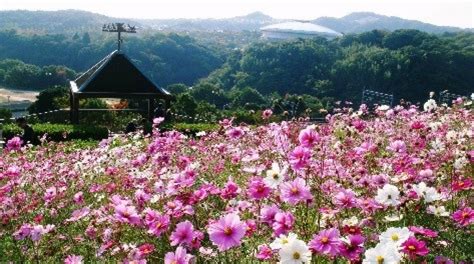 秋風に揺れる10万本のコスモス 神戸総合運動公園『コスモスマルシェ／コスモスまつり』神戸市須磨区 Kiss Pressキッスプレス