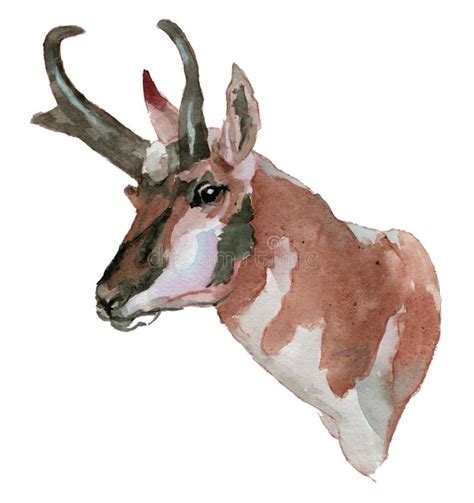 The Pronghorn Watercolor Portrait Stock Illustration Illustration Of