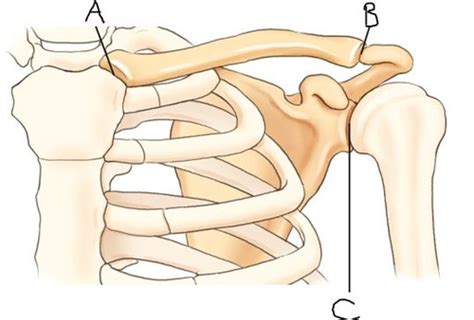 Joints Of The Humerus And Shoulder Girdle Flashcards Quizlet