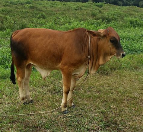 Warisan Petani Ternakan Lembu 2
