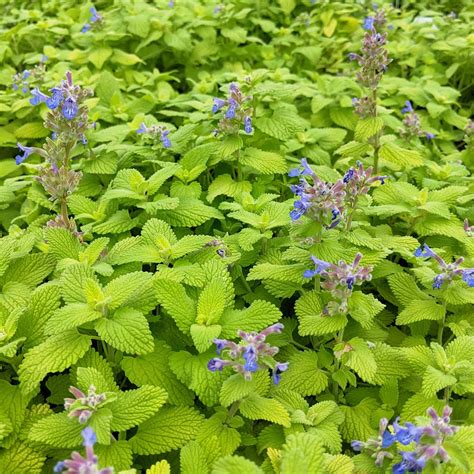 Nepeta Chartreuse On The Loose Catmint ┃ Rare Roots