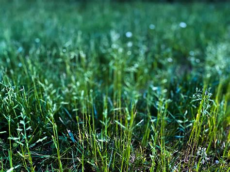 How Long Does It Take For Kentucky Bluegrass To Germinate Storables