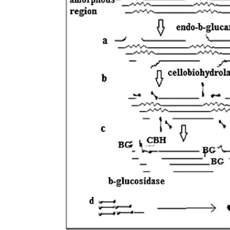 Synergistic Action Of Cellulase Enzyme 40 Download Scientific Diagram