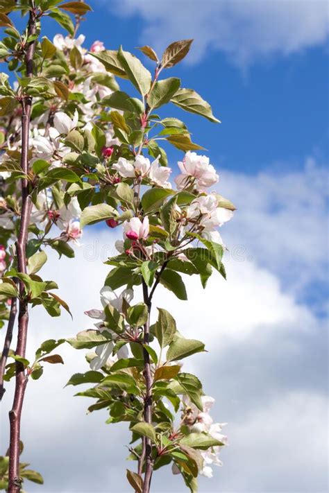 Apple Tree Malus Domestica in Spring Garden. Stock Image - Image of ...