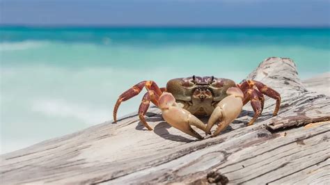 Crab Names (999+ Best, Funny, Cute, & Famous Ideas)