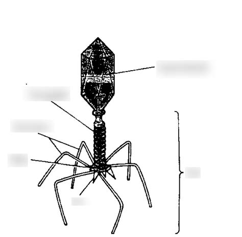 Bacteriophage Structure Diagram Quizlet