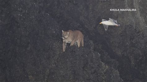 Cougar Spotted On Haystack Rock Leads To Cannon Beach Closure Kgw