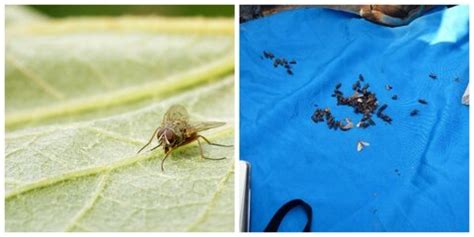 What other types of fly are caught by tsetse traps? | Tsetse