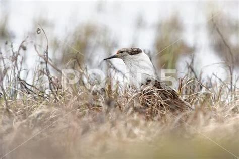 Ruff Philomachus Pugnax Standing On The Grassland During Mating