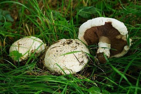 Agaricus campestris champiñón silvestre Repoblación Autóctona