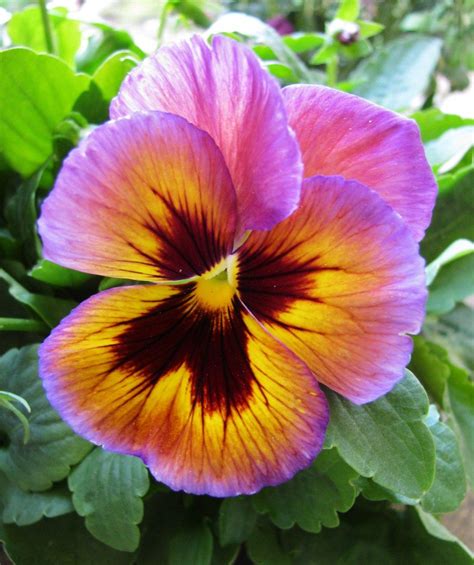 Beautiful Pansy Pansies Flowers Amazing Flowers Planting Flowers