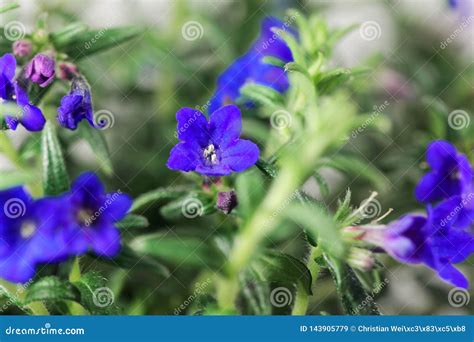 Lithodora Diffusa The Purple Gromwell Syn Lithospermum Diffusa Is A