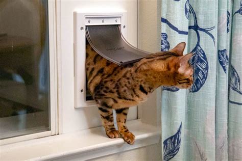 Diy Cat Door For Window - Houses & Apartments For Rent