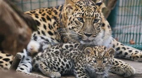 Amur Leopard Cubs at Prague Zoo Are Growing Stronger Every Day