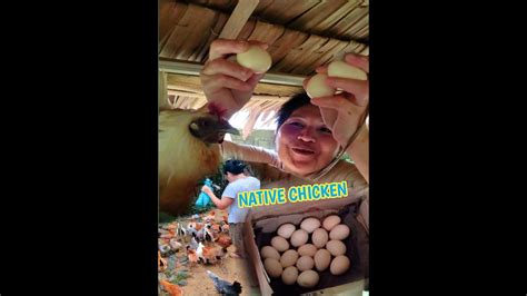 Mabilis Dumami At Malaki Pala Ang Kita Sa Pag Aalaga Ng Native Chicken