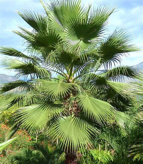 10 Most Popular Fast Growing Palm Trees With Pictures Florida