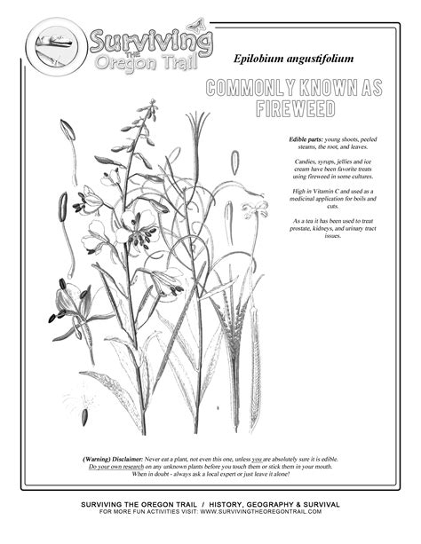 Alaska Fireweed Flower Drawing Sketch Coloring Page