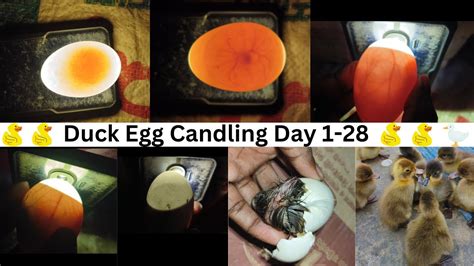 Duck Egg Candling Day 1 28 Egg Candling Using Mobile Phone Youtube