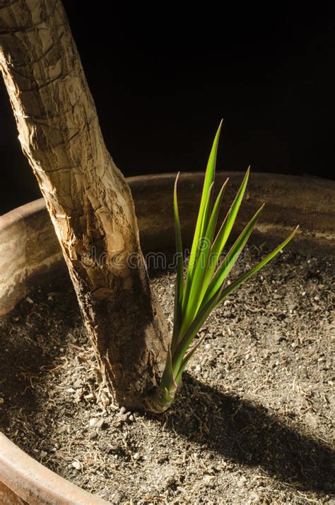 Planta Dracaena Marginata Foto De Stock Imagem De Relaxar 163913288