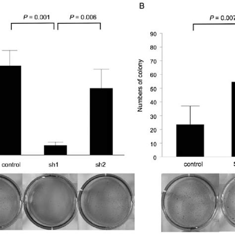 Soft Agar Colony Formation Assay Of Gciy And Mkn74 A Gciy Sh1 Cells Download Scientific